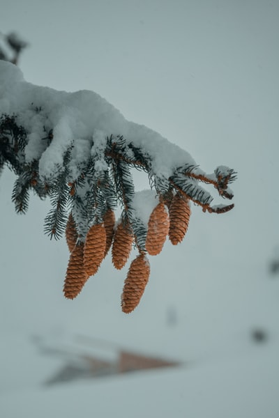 被雪覆盖的棕色松果